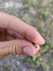 Acmaeoderella flavofasciata flavofasciata