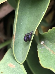 Pseudaplemonus limonii