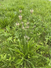 Plantago lanceolata