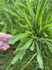 Plantago lanceolata