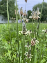 Plantago lanceolata