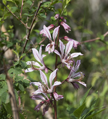 Dictamnus angustifolius