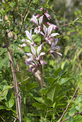 Dictamnus angustifolius