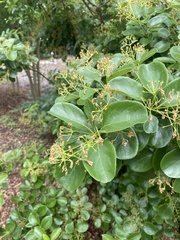 Chionanthus retusus