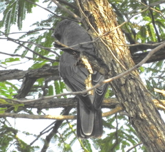 Coracina macei macei