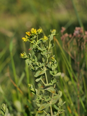 Hypericum perforatum perforatum