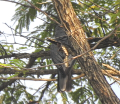 Coracina macei macei