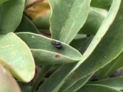 Pseudaplemonus limonii