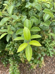 Chionanthus retusus