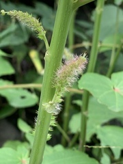 Acalypha grandibracteata