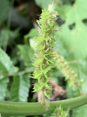 Acalypha grandibracteata