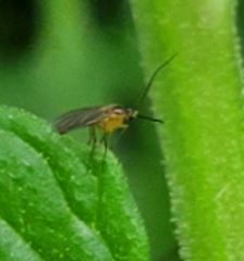 Diptera