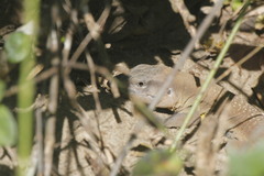 Aspidoscelis guttatus