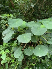 Homalanthus fastuosus