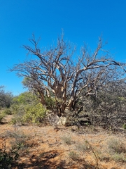 Sesamothamnus lugardii