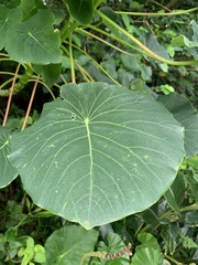 Homalanthus fastuosus