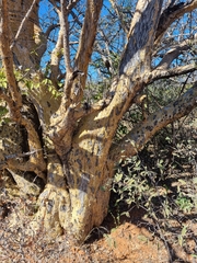 Sesamothamnus lugardii