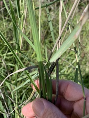 Setaria incrassata