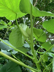 Homalanthus fastuosus