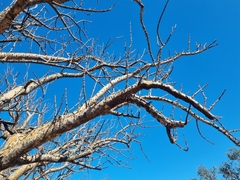 Sesamothamnus lugardii