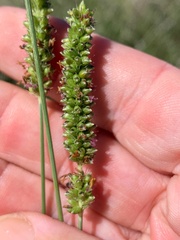 Setaria incrassata