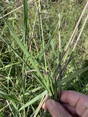 Setaria incrassata