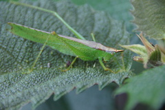 Melanophoxus brunneri