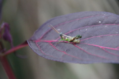 Syntomacris guttulosa