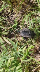 Scarabaeus cicatricosus