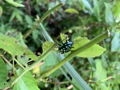 Pachyrhynchus tobafolius