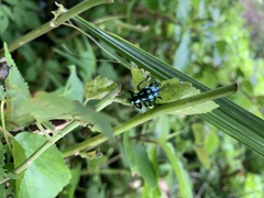 Pachyrhynchus tobafolius
