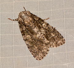 Acronicta afflicta