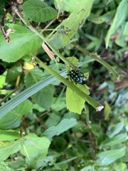 Pachyrhynchus tobafolius