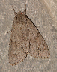Acronicta americana