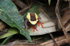 Dendropsophus bifurcus