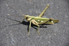 Aeolacris octomaculata