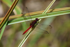 Erythemis mithroides