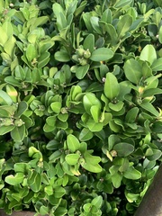 Buxus liukiuensis