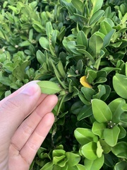 Buxus liukiuensis