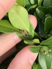 Buxus liukiuensis