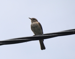 Muscicapa striata tyrrhenica