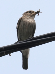 Muscicapa striata tyrrhenica