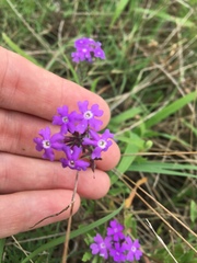 Glandularia canadensis