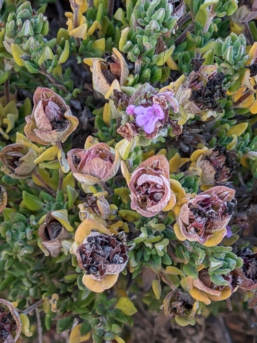 Image of Thymus camphoratus by no rights reserved