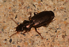 Apenes lucidula