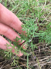 Glandularia canadensis