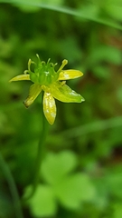 Ranunculus lapponicus