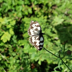 Melanargia galathea