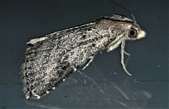 Rivula concinna
