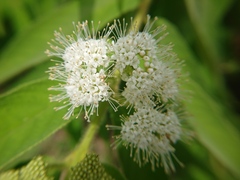 Callicarpa pilosissima